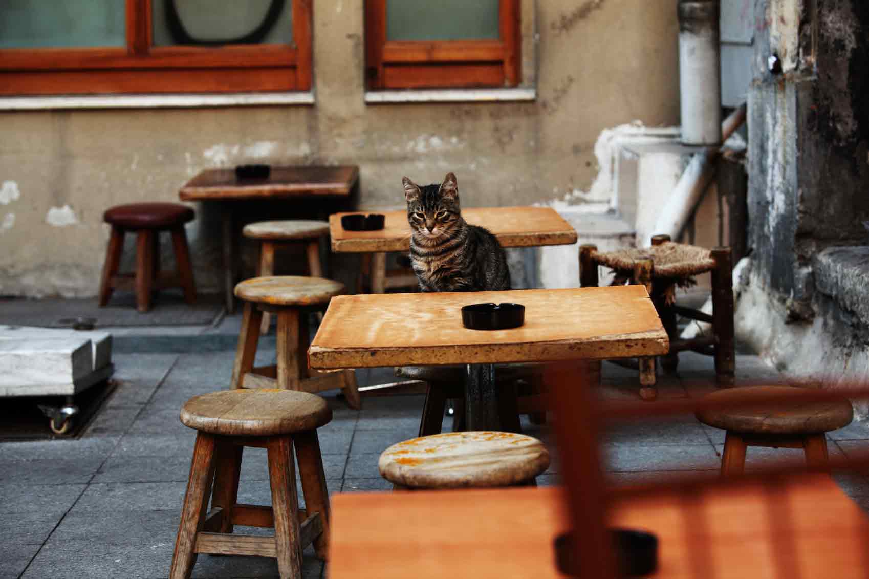 cat-cafes-are-real-and-are-now-apparently-legal-in-the-us-e139